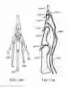 Fig. 08 - Anatomical robot