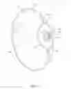 Fig. 08 - Side airbag including forward facing vent
