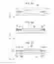 Fig. 06 - Manufacturing method of electronic device, electronic device, electronic apparatus, and moving body