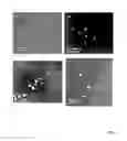 Fig. 08 - Shape-controlled cement hydrate synthesis and self-assembly