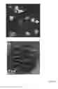 Fig. 10 - Shape-controlled cement hydrate synthesis and self-assembly