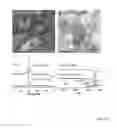 Fig. 24 - Shape-controlled cement hydrate synthesis and self-assembly