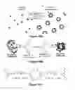 Fig. 19 - Suprametallogels and uses thereof