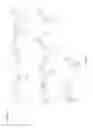 Fig. 12 - Synthesis of bicyclic nucleosides