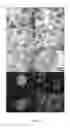 Fig. 06 - Anti-lymphoma peptides