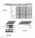 Fig. 07 - Virus-like particles and methods of use