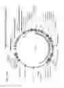 Fig. 16 - Virus-like particles and methods of use