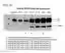 Fig. 76 - Virus-like particles and methods of use