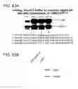 Fig. 78 - Virus-like particles and methods of use