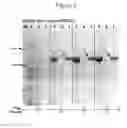 Fig. 03 - Enhanced production of recombinant CRM197 in 