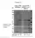 Fig. 15 - Enhanced production of recombinant CRM197 in 