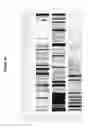 Fig. 26 - HIGH-EFFICIENCY, SODIUM-SPECIFIC, BLUE-SHIFTED CHANNELRHODOPSINS