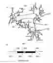 Fig. 03 - Ribosomes with tethered subunits