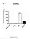 Fig. 13 - Ribosomes with tethered subunits