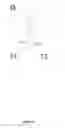 Fig. 22 - Ribosomes with tethered subunits