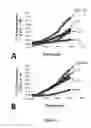 Fig. 08 - Chimeric peptide that interacts with cell membrane gangliosides