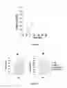 Fig. 10 - Chimeric peptide that interacts with cell membrane gangliosides