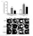 Fig. 01 - Peptide Compounds and Methods of Production and Use Thereof