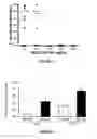 Fig. 02 - Peptide Compounds and Methods of Production and Use Thereof