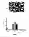 Fig. 03 - Peptide Compounds and Methods of Production and Use Thereof