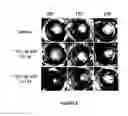 Fig. 07 - Peptide Compounds and Methods of Production and Use Thereof