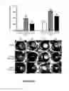 Fig. 17 - Peptide Compounds and Methods of Production and Use Thereof