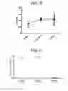 Fig. 19 - GITRL fusion proteins comprising a human coronin 1a derived trimerization domain