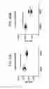 Fig. 57 - GITRL fusion proteins comprising a human coronin 1a derived trimerization domain