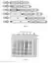 Fig. 02 - Compositions of GM-CSF and interleukin fusions for immune modulation and uses related thereto