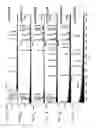 Fig. 07 - Method for Identifying and Validating Dominant T Helper Cell Epitopes Using an HLA-DM-Assisted Class II Binding Assay