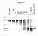 Fig. 08 - Method for Identifying and Validating Dominant T Helper Cell Epitopes Using an HLA-DM-Assisted Class II Binding Assay