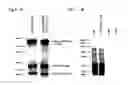 Fig. 09 - Method for Identifying and Validating Dominant T Helper Cell Epitopes Using an HLA-DM-Assisted Class II Binding Assay