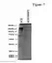 Fig. 11 - Method for Identifying and Validating Dominant T Helper Cell Epitopes Using an HLA-DM-Assisted Class II Binding Assay