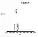 Fig. 12 - Method for Identifying and Validating Dominant T Helper Cell Epitopes Using an HLA-DM-Assisted Class II Binding Assay