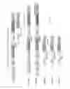 Fig. 11 - Factor VIII chimeric proteins and uses thereof
