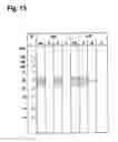 Fig. 13 - Robust antibody purification