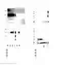 Fig. 06 - MrkA Polypeptides, Antibodies, and Uses Thereof
