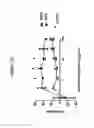 Fig. 13 - MrkA Polypeptides, Antibodies, and Uses Thereof