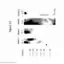 Fig. 17 - MrkA Polypeptides, Antibodies, and Uses Thereof