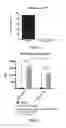 Fig. 05 - COMPOSITIONS AND METHODS FOR ANTI-LYST IMMUNOMODULATION