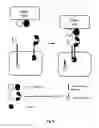 Fig. 05 - Method of engineering multi-input signal sensitive T cell for immunotherapy