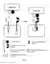 Fig. 06 - Method of engineering multi-input signal sensitive T cell for immunotherapy