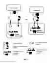 Fig. 12 - Method of engineering multi-input signal sensitive T cell for immunotherapy