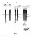 Fig. 29 - Method of engineering multi-input signal sensitive T cell for immunotherapy