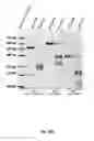 Fig. 35 - Method of engineering multi-input signal sensitive T cell for immunotherapy