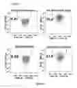 Fig. 37 - Method of engineering multi-input signal sensitive T cell for immunotherapy