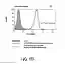 Fig. 13 - ANTIBODIES AGAINST THE ECTODOMAIN OF ERBB3 AND USES THEREOF