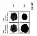 Fig. 60 - ANTIBODIES AGAINST THE ECTODOMAIN OF ERBB3 AND USES THEREOF