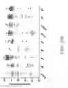 Fig. 04 - NOVEL ANTI-RNF43 ANTIBODIES AND METHODS OF USE