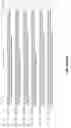 Fig. 48 - NOVEL ANTI-RNF43 ANTIBODIES AND METHODS OF USE